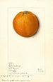 Citrus sinensis Valencia - Mary Daisy Arnold — vy av konstverket