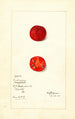 Cudrania tricuspidata - Mary Daisy Arnold — vy av konstverket