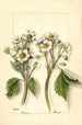 Fragaria - Mary Daisy Arnold — vy av konstverket