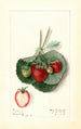 Fragaria Barrymore - Mary Daisy Arnold — vy av konstverket