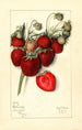 Fragaria Columbia - Mary Daisy Arnold — vy av konstverket
