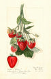 Fragaria Epsey - Mary Daisy Arnold — vy av konstverket
