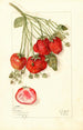 Fragaria Francis - Mary Daisy Arnold — vy av konstverket
