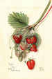Fragaria Ideal - Mary Daisy Arnold — vy av konstverket
