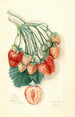Fragaria Manhattan - Mary Daisy Arnold — vy av konstverket