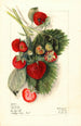 Fragaria Nanticoke - Mary Daisy Arnold — vy av konstverket