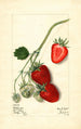 Fragaria Outlander - Mary Daisy Arnold — vy av konstverket