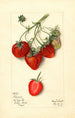 Fragaria Parsons - Mary Daisy Arnold — vy av konstverket