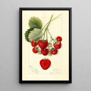 Mary Daisy Arnold - Fragaria Texas.webp