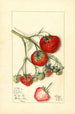 Fragaria Wooster - Mary Daisy Arnold — vy av konstverket