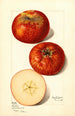 Malus domestica - Mary Daisy Arnold — vy av konstverket