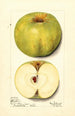 Malus domestica Alfriston - Mary Daisy Arnold — vy av konstverket