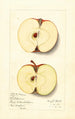 Malus domestica Baldwin - Mary Daisy Arnold — vy av konstverket