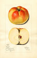 Malus domestica Ewalt - Mary Daisy Arnold — vy av konstverket