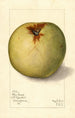 Malus domestica Gloria Mundi - Mary Daisy Arnold — vy av konstverket