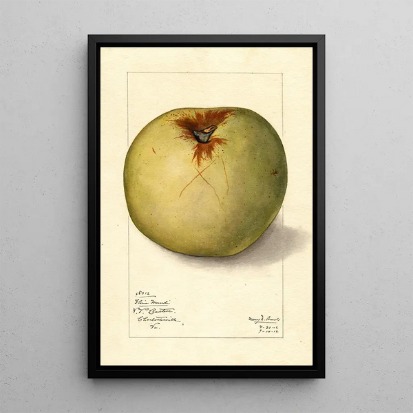 Mary Daisy Arnold - Malus domestica Gloria Mundi.webp