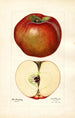 Malus domestica Lord Stradbroke - Mary Daisy Arnold — vy av konstverket