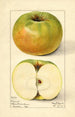 Malus domestica Nixonite - Mary Daisy Arnold — vy av konstverket