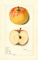 Malus domestica Rome - Mary Daisy Arnold — vy av konstverket