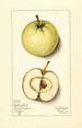 Malus domestica Trenton Early - Mary Daisy Arnold — vy av konstverket