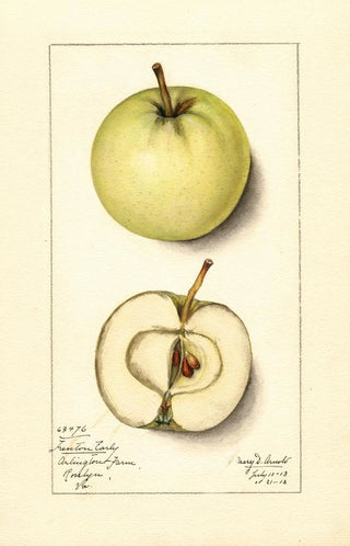 Mary Daisy Arnold - Malus domestica Trenton Early.webp