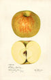 Malus domestica Western Beauty - Mary Daisy Arnold — vy av konstverket