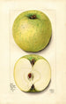 Malus domestica White Pippin - Mary Daisy Arnold — vy av konstverket