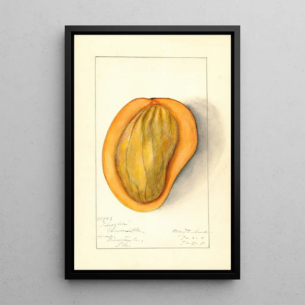 Mary Daisy Arnold - Mangifera indica Singapur.webp