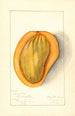 Mangifera indica Singapore - Mary Daisy Arnold — vy av konstverket