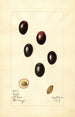 Olea europaea Mission - Mary Daisy Arnold — vy av konstverket