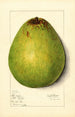 Persea Persea Americana - Mary Daisy Arnold — vy av konstverket