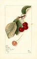 Prunus avium George Glass - Mary Daisy Arnold — vy av konstverket