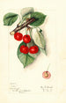 Prunus avium Ida - Mary Daisy Arnold — vy av konstverket