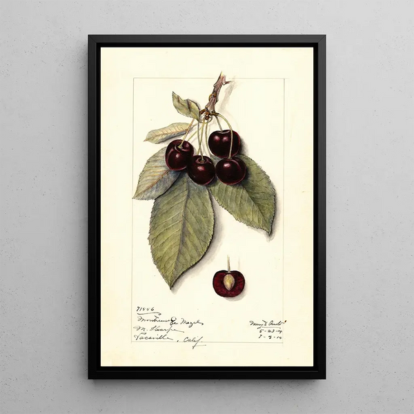 Mary Daisy Arnold - Prunus avium Montmorency de Mezel.webp