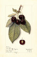 Prunus avium Montmorency de Mezel - Mary Daisy Arnold — vy av konstverket