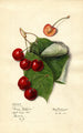 Prunus avium Reine Hortense - Mary Daisy Arnold — vy av konstverket
