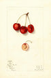 Prunus avium Roe - Mary Daisy Arnold — vy av konstverket