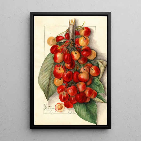 Mary Daisy Arnold - Prunus avium Royal Anne.webp