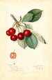 Prunus avium Royal Duke - Mary Daisy Arnold — vy av konstverket