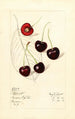 Prunus avium Schmidt - Mary Daisy Arnold — vy av konstverket