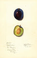 Prunus domestica Earliana - Mary Daisy Arnold — vy av konstverket