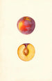 Prunus domestica Farmosa - Mary Daisy Arnold — vy av konstverket
