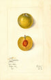 Prunus domestica Kelbolan - Mary Daisy Arnold — vy av konstverket