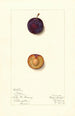 Prunus domestica Toka - Mary Daisy Arnold — vy av konstverket