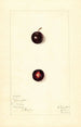 Prunus domestica Wachampa - Mary Daisy Arnold — vy av konstverket