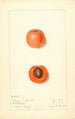 Prunus mume Barry - Mary Daisy Arnold — vy av konstverket