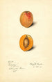 Prunus mume Schologi - Mary Daisy Arnold — vy av konstverket