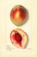 Prunus persica Baston - Mary Daisy Arnold — vy av konstverket