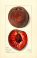 Prunus persica Bloomington - Mary Daisy Arnold — vy av konstverket