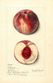 Prunus persica Illinois - Mary Daisy Arnold — vy av konstverket